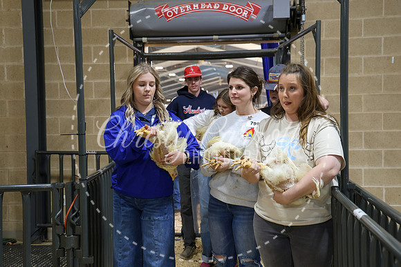 RCYPS26-Chicken-2353