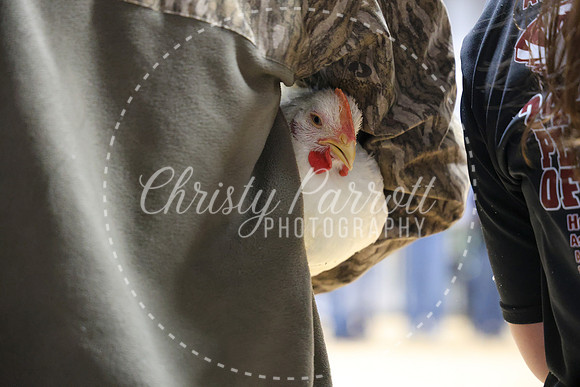 RCYPS26-Chicken-2494